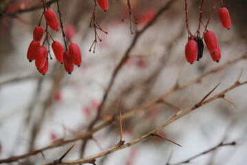 Wall Mural - Close-up to barberry bush branch with red berries on it