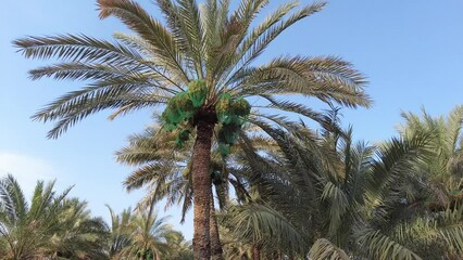 Wall Mural - Palm trees with dates in Al Ain oasis