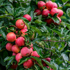 Wall Mural - Red apples on a tree.Ripe Apples in the Apple Orchard before Harvesting. Apple orchard. Basket of Apples.Morning shot