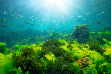 Wall Mural - Green seaweed underwater with sunlight and shoal of fish, natural seascape in the Atlantic ocean, Spain, Galicia, Rias Baixas