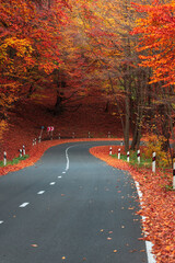 Wall Mural - Asphalt road going through the autumn forest