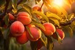 Peaches on tree at sunrise
