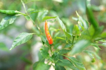 Wall Mural - Fresh, pesticide-free chilies on the plant in the garden