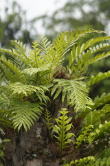  green fern in the forest