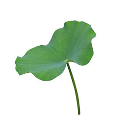 Wall Mural - Lotus leaf or Lily pad. Close up lotus leaf on stalk isolated on transparent background