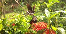 Pair Of Black Butterflies Dancing In The Air Butterfly Love Mating Flying Around Flowers. Beautiful Realtime Video.