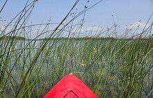 Bow Of A Red Kayak Floating On Water And Pushing Its Way Through The Reeds And Grasses Growing In A Pond.