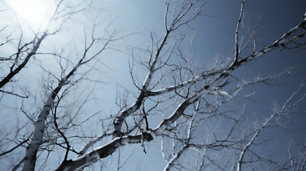 Wall Mural - Winter - Trees - snow and ice. - extreme low angle shot - blue skies