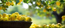 Yellow Apples In Basket Under Fruit Tree.