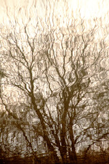 Wall Mural - willow reflected in the water