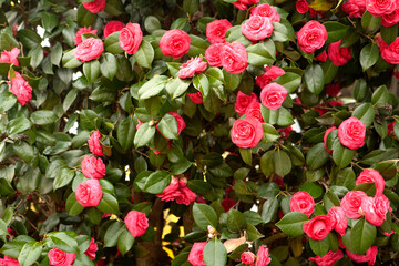 Wall Mural - camellia flowers