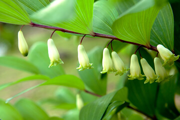 Wall Mural - Solomon's seal flowers