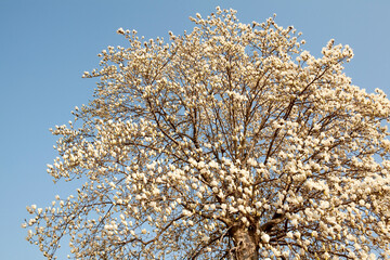 Sticker - magnolia blossoms in April