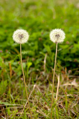 Canvas Print - dandelion in April