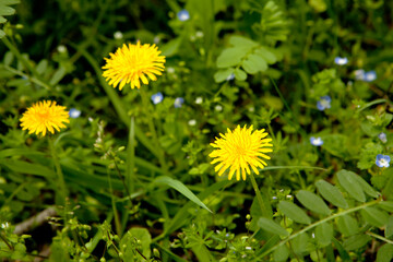 Canvas Print - dandelion in April