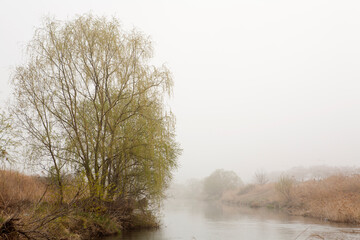 Wall Mural - willow trees in the mist