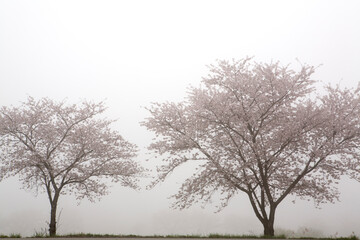 Canvas Print - Cherry Blossoms in the fog