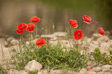 Canvas Print - poppy flowers along the river