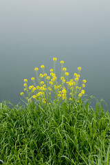 Wall Mural - rape blossoms