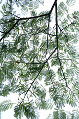 Sticker - Albizzia julibrissin leaves