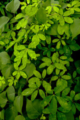 Poster - green leaves background