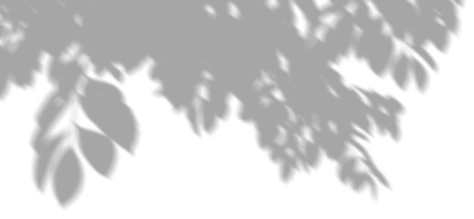 Wall Mural - cutout shadow leafs tree branches shade on transparent backgrounds 3d render png