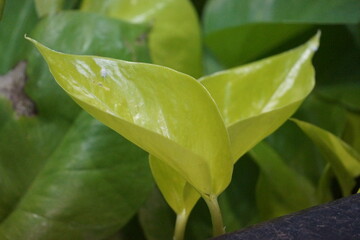 Yellowish green leaf with curls, green leafs in background