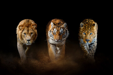 Wall Mural - Lion, tiger and leopard, together on a black background