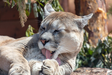 Wall Mural - A puma licks its tongue at the zoo