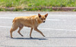 The dog runs along the road