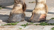 Horse hooves on the asphalt