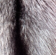 Animal fur as an abstract background. Texture