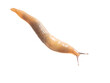 Close up of a slug isolated on a white background. Macro