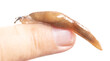 slug on hand isolated on white background. Macro