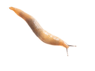 Wall Mural - Close up of a slug isolated on a white background. Macro