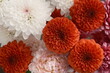 chrysanthemum赤い菊、紫の菊、白い菊、ピンクの菊の花束、八重の菊、chrysanthemum、俯瞰図