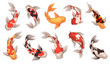 Colored koi fish. Japanese carps, spotted underwater oriental creatures, traditional inhabitants of decorative chinese ponds, asian goldfish swimming in lake, lucky symbol, tidy vector set