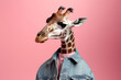 anthropomorphic giraffe in a denim stylish jacket isolated on a pink background, wild animal person in human clothes