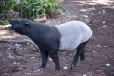 Fototapeta Konie - the front and black or the Malaysian tapir are black and the midsectiion is white.  There nose and lip are extended to form a  short prehensile snout.