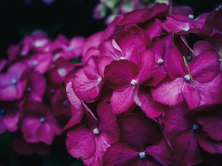 Sticker - Hydrangea flower