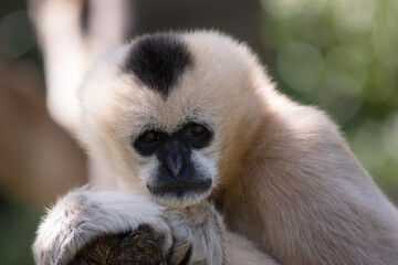Wall Mural - The female white cheeked gibbon is a golden color with a black face and no crest.