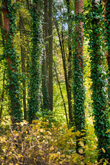 Wall Mural - autumn in the garden with nice plants