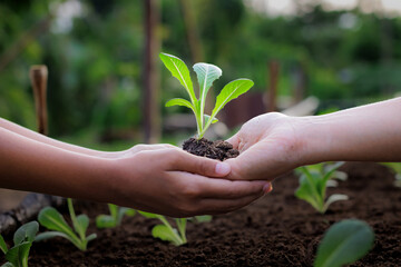 Adult give seedling salad vegetables to child and holding together in hands to planting in soil in the organic farm. Home gardening. Sustainable development, Agriculture and Ecology concept.