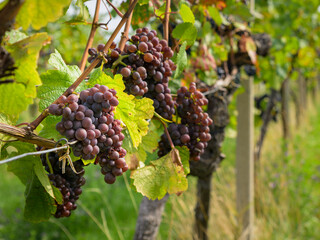 Wall Mural - Ripe grapes in a vineyard in Vienna