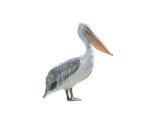 Wall Mural - pink backed pelican isolated on a white background