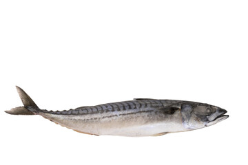 Mackerel fish fresh frozen, blue mackerel on a transparent isolated background. PNG.