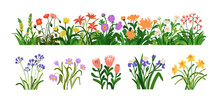 Blossomed Garden Flowers, Floral Border. Blooming Plants Set. Botanical Decoration, Spring And Summer Wildflowers, Iris, Daffodil, Protea. Flat Vector Illustrations Isolated On White Background