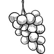 grape handdrawn illustration