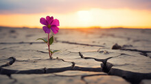 Lonely Flower Standing On Cracked Soil