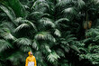 © Westend61 - Young man standing near palm trees in rainforest